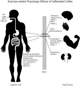 Read more about the article KAVOS ĮTAKA SPORTININKŲ DARBINGUMUI